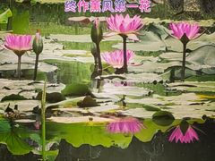 -厦门园林博览苑