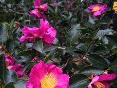 -深圳国际园林花卉博览园