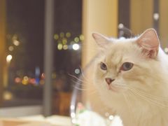 -瞄一喵猫咖(格力海岸店)