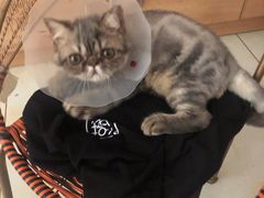 -宠福鑫康馨动物医院·骨科·眼科