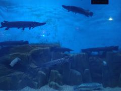 -烟台海昌鲸鲨海洋公园