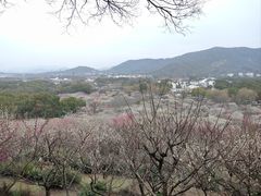 -香雪海