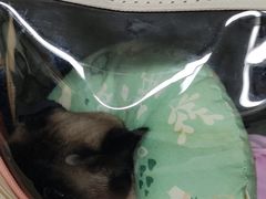 -半岛宠物医院24小时(白果林店)