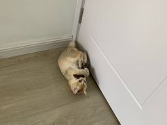 -东方名猫馆·英短金渐层布偶猫舍(环线广场1号楼店)