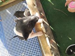 -萌宠亲子动物乐园(槐房万达店)