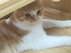 -猫和宫(六道口店)