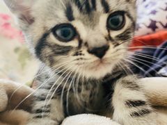 -糯米喵星人总部直营旗舰店·猫舍·幼猫出售