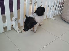 -怪兽屋·羊驼·猫咖·狗咖(俊华广场店)