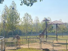-合肥野生动物园