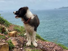 -杨梅坑