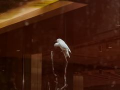 -麒麟中餐厅·经典粤菜·地道菜式老字号(广州长隆酒店)