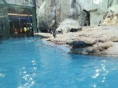 -帝企鹅自助餐厅•儿童岛•真企鹅(长隆企鹅酒店)