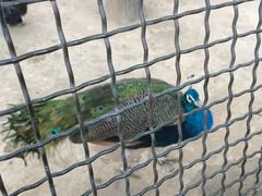 -石家庄市动物园