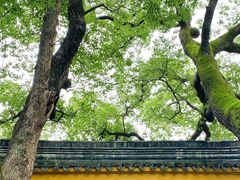 -西园戒幢律寺