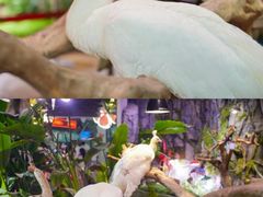 -正佳雨林生态植物园