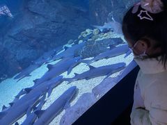 -烟台海昌鲸鲨海洋公园
