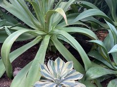 -北京植物园-展览温室