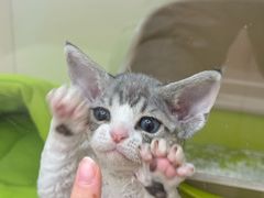 -青奢宠物·青奢猫舍