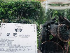 -广州神农草堂中医药博物馆