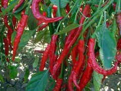 -莲塘味宝园牛杂(天越翔园店)