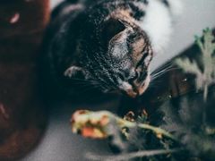 -平行世界·猫咖(首经贸店)