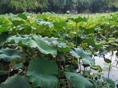 -四川大学(华西校区)