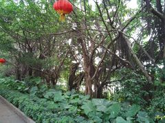 -大湾区中央湿地公园