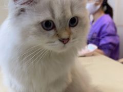 -瑞派康怡24h宠物医院·犬猫医疗中心·微创绝育(瑞景分院)