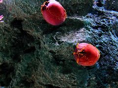 -暹罗海洋世界