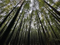 -山王坪喀斯特国家生态公园