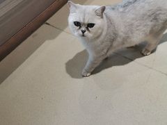 -藏猫猫咖啡主题馆(中央大道店)