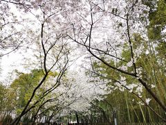 -石湖景区
