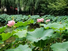 -陈家山荷花公园