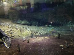 -迪拜水族馆及水下动物园