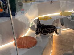 -COLOR PETS 撸猫馆·购猫·猫咖(长风大悦城店)