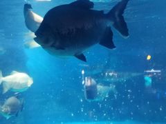 -烟台海昌鲸鲨海洋公园