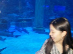 -芜湖新华联大白鲸海洋公园