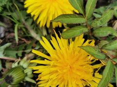 -硗碛藏寨·神木垒景区