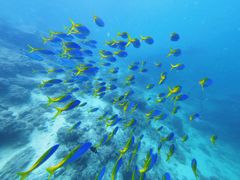 -卡帕莱度假村(西巴丹岛)