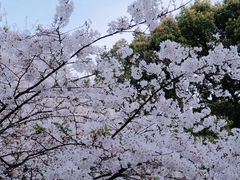 -南山植物园