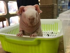 -藦茜花园宠物主题亲子互动体验馆(国顺东路店)