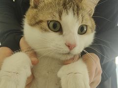 -艾吉宠物医院·疑难杂症转诊中心·猫友好(碧江路院)