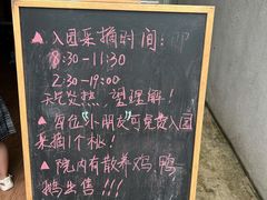 -南汇新场正宗水蜜桃采摘