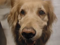 -心仪动物医院·牙专科·肿瘤·心脏科(西客站院)