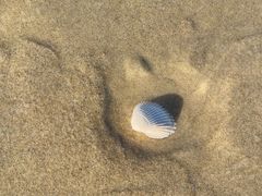 -黄金海岸