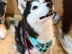 -Husky Go! 哈士奇体验馆·宠物咖啡厅狗咖
