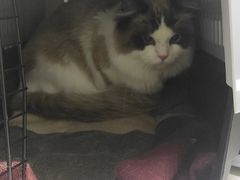 -谐和益家动物医院·免疫绝育·血液透析·宠保定点医院(高新伊藤分院)