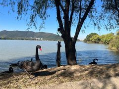 -长兴太湖图影湿地文化园