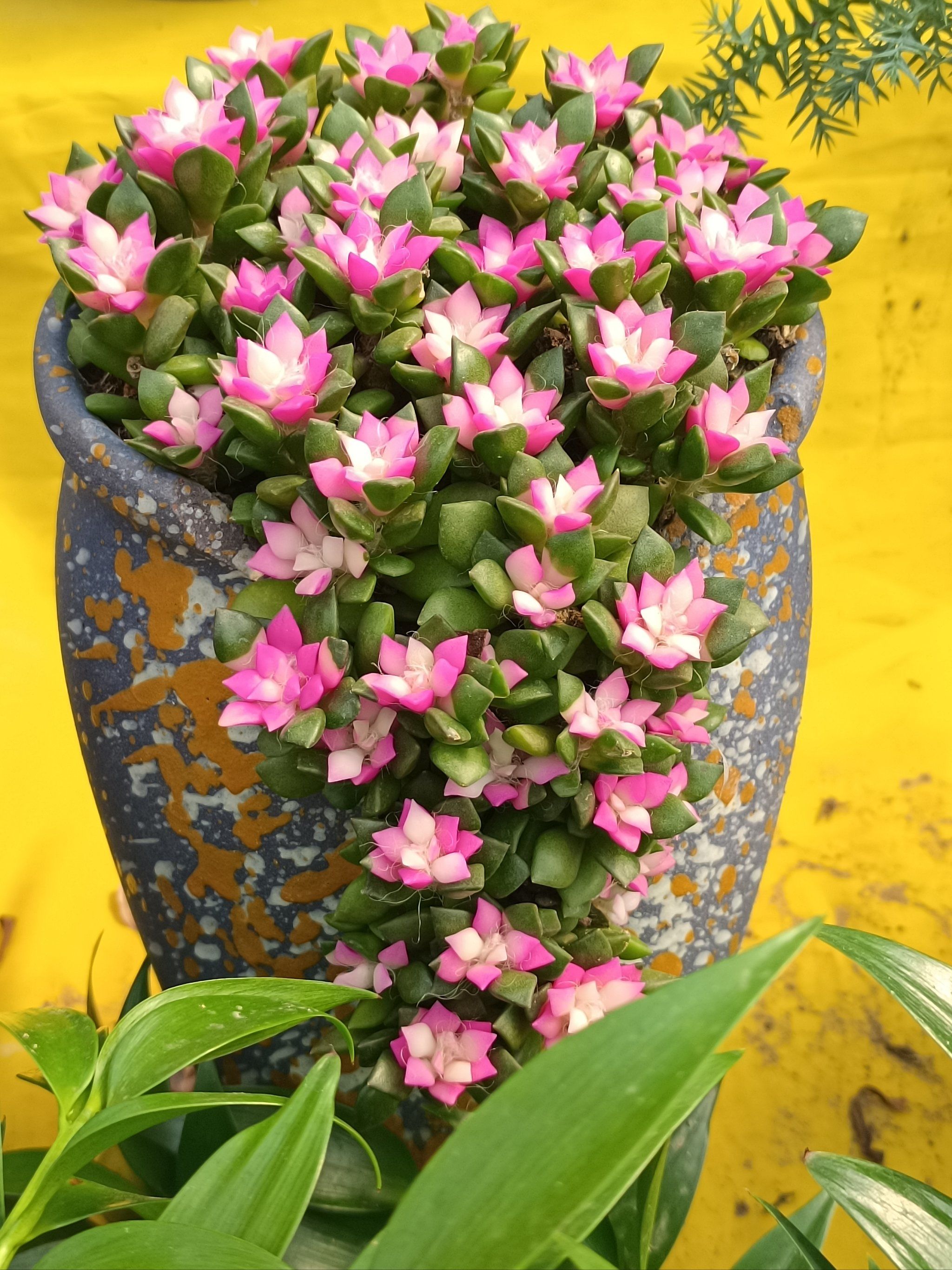 多肉锦,你认识吗