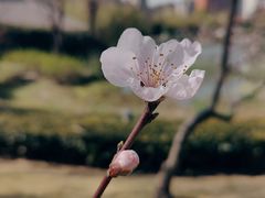 -新虹桥中心花园